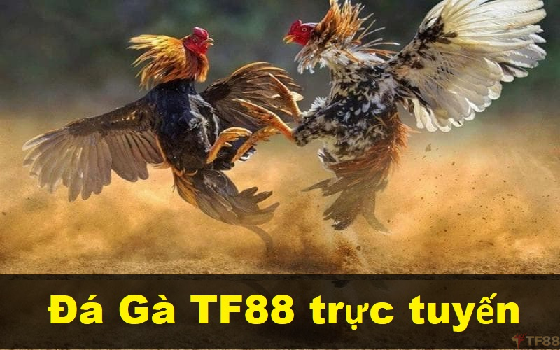 Giới thiệu về trò chơi Đá Gà TF88 trực tuyến